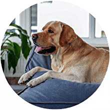 Filtro Hepa para mascotas
