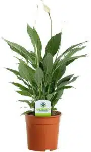 Planta interior-espatfilo