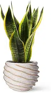 Lengua-suegra-planta-interior