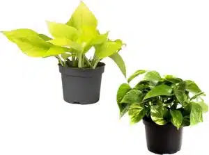 Planta-interior-potos